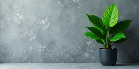Single vibrant dark-green plant, gray wall backdrop , copy space, foliage, botanical
