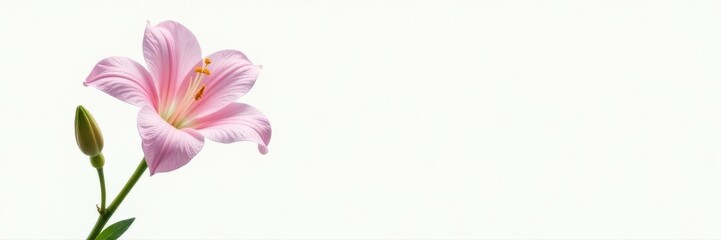 Fototapeta premium Elegant lisianthus stem with unopened buds, white backdrop, fresh, pure, white background