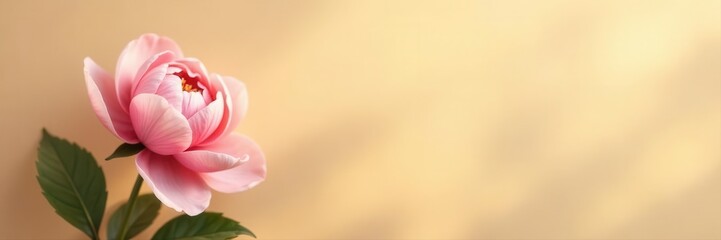 Fototapeta premium Soft beige peony, sun-dappled tan background, subtle shadows, macro, floral, summer