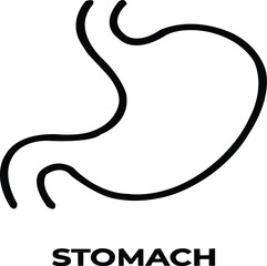 stomach