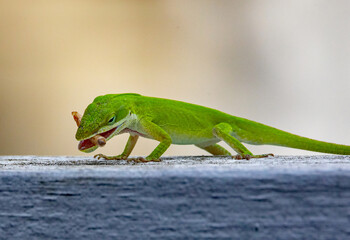 Carolina Anole Lizard Feeding on a Mealworm