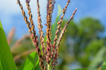 Low Angle View of a Row Of Young Corn Stalks