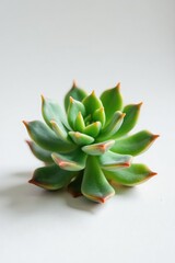 Fototapeta premium A solitary succulent isolated on white surface, flora, succulent