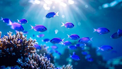 Fototapeta premium 美しい海の中の魚