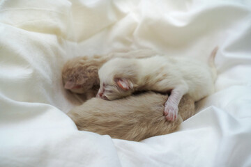 Newborn Kittens Sleeping Together on Soft White Fabric