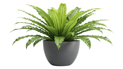 A vibrant Asplenium nidus, commonly known as a bird's nest fern, thrives in a sleek gray pot, showcasing its lush, textured fronds against a stark black backdrop.