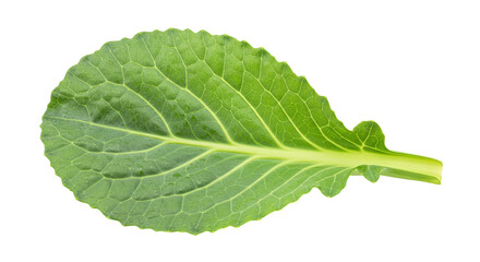 Obraz premium Single Vibrant Green Collard Leaf, Isolated