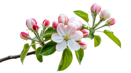 Fototapeta premium A branch of fresh apple blossoms with soft pink and white blooming flower buds in spring isolated on white background
