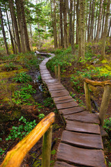 Warped wet wooden walking trail