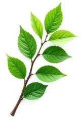 Naklejka premium A branch with leaves isolated on a white background, foliage, leafy greens