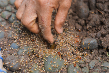 Small Worker Termites,Close-up of ants