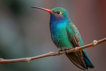 Obraz premium Broad-Billed Hummingbird with Colorful Backgrounds in Blooming Garden
