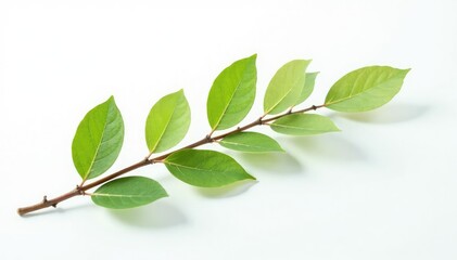 Obraz premium An isolated branch against a bright and clean white surface, simple, stark