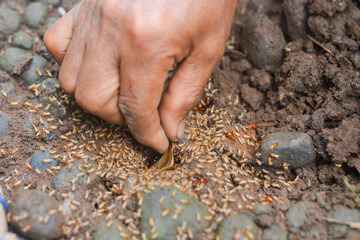 Small Worker Termites,Close-up of ants