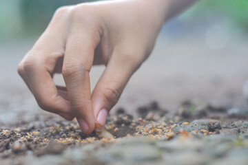 Small Worker Termites,Close-up of ants