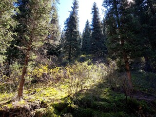 beautiful view of the forest
