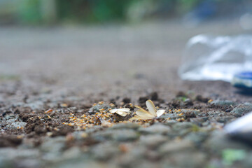 Small Worker Termites,Close-up of ants
