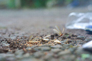 Small Worker Termites,Close-up of ants