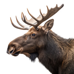 Majestic Moose Portrait: A close-up profile of a magnificent moose showcases its impressive antlers, thick coat, and noble gaze, set against a stark, clean backdrop.