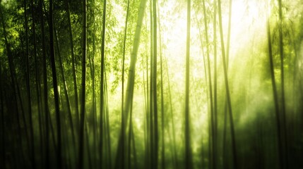 Fototapeta premium Sunlit bamboo forest, misty morning, serene nature scene, perfect for website banners