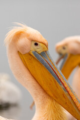 White Pelican of Kerkini Lake