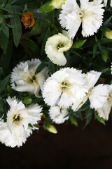 Sweet flora william blooming petals white flowers background, Dianthus barbatus, beautiful Dianthus flower closeup in garden, white Dianthus flower, white flower, dianthus blooming in garden, closeup