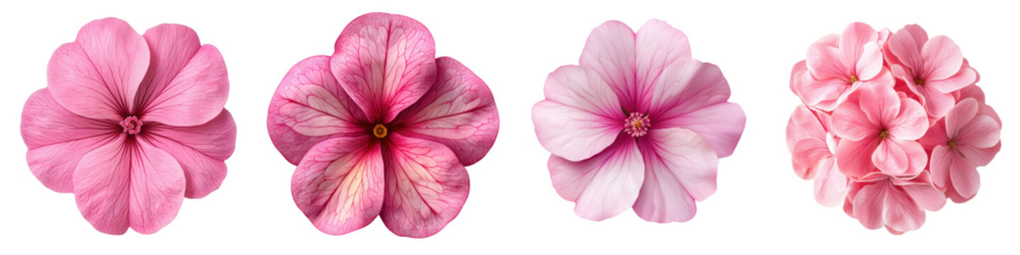 Delicate pink flowers in full bloom