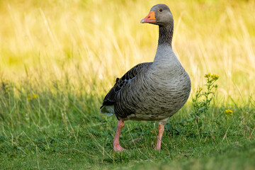 Graylag geese (Anser anser) in a natural habitat
