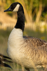 Canada Goose (Branta canadensis) close up