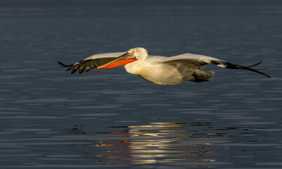 Dalmatian Pelican of Kerkini Lake