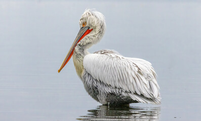 Dalmatian Pelican of Kerkini Lake