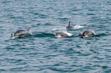 Bottle-nosed Dolphins in Amvrakikos Gulf, Greece