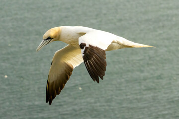 Northern Gannet on breeding rocks of Bempton cliffs, UK