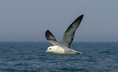 Northern Fulmar on breeding rocks of Bempton cliffs, UK