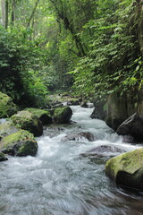 Obraz premium Pristine Jungle Stream Flowing Through Lush Green Forest