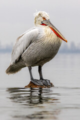 Dalmatian Pelican of Kerkini Lake