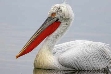 Dalmatian Pelican of Kerkini Lake