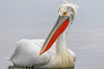 Dalmatian Pelican of Kerkini Lake