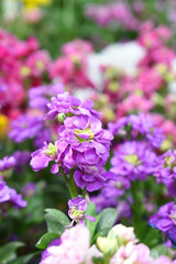 Purple Hoary Stock, Purple Hoary Stock or Matthiola Incana is a member of the Brassicaceae family of flowering plants. It's also commonly known as Brompton Stock, Common Stock, Purple flower in garden