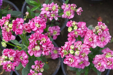Pink Hoary Stock, Pink Hoary Stock or Matthiola Incana is a member of the Brassicaceae family of flowering plants. It's also commonly known as Brompton Stock, Common Stock, Pink flower in garden