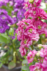 Pink Hoary Stock, Pink Hoary Stock or Matthiola Incana is a member of the Brassicaceae family of flowering plants. It's also commonly known as Brompton Stock, Common Stock, Pink flower in garden
