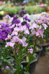 Fototapeta premium Pink Hoary Stock, Pink Hoary Stock or Matthiola Incana is a member of the Brassicaceae family of flowering plants. It's also commonly known as Brompton Stock, Common Stock, Pink flower in garden