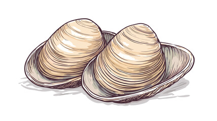 A detailed hand-drawn illustration shows two Manila clams hidden in their shells. The clams are depicted in a creamy beige color, showing subtle variations in texture.