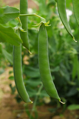 Green peas grow in the garden Beautiful close up of green fresh peas and pea pods. Healthy food,...