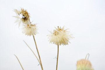 A blooming Creeping Thistle plant, Creeping thistles flower at the meadow. wild flower bloom, thistle in seed, natural flower, creeping thistle flower closeup, Closeup of fluffy creeping thistles seed