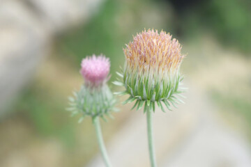 A blooming Creeping Thistle plant, Creeping thistles flower at the meadow. wild flower bloom, thistle in seed, natural flower, creeping thistle flower closeup, Closeup of fluffy creeping thistles seed