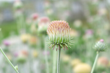 A blooming Creeping Thistle plant, Creeping thistles flower at the meadow. wild flower bloom, thistle in seed, natural flower, creeping thistle flower closeup, Closeup of fluffy creeping thistles seed