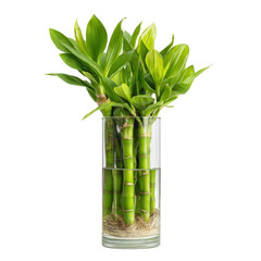 Lucky bamboo in vase isolated on transparent png background