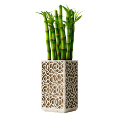 Fototapeta premium Bamboo in modern pot isolated on transparent png background