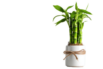 Green bamboo, pot, bow isolated on transparent png background